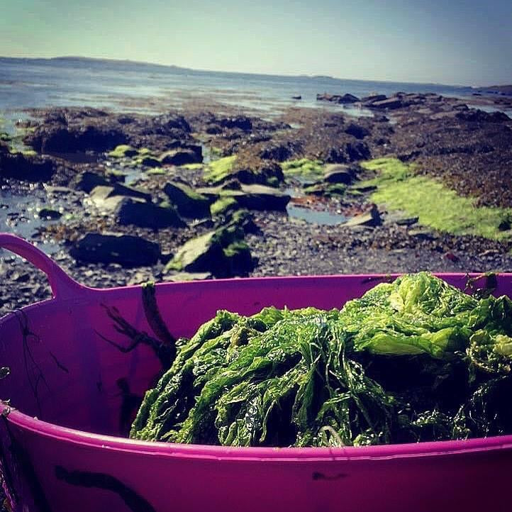 SeaWeed For HEALing!