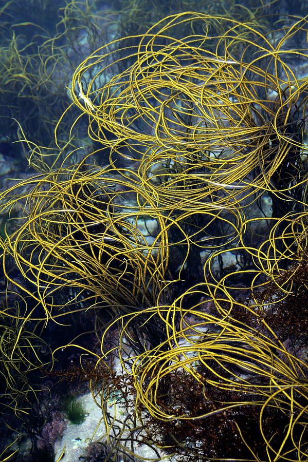 What are Seaweeds?