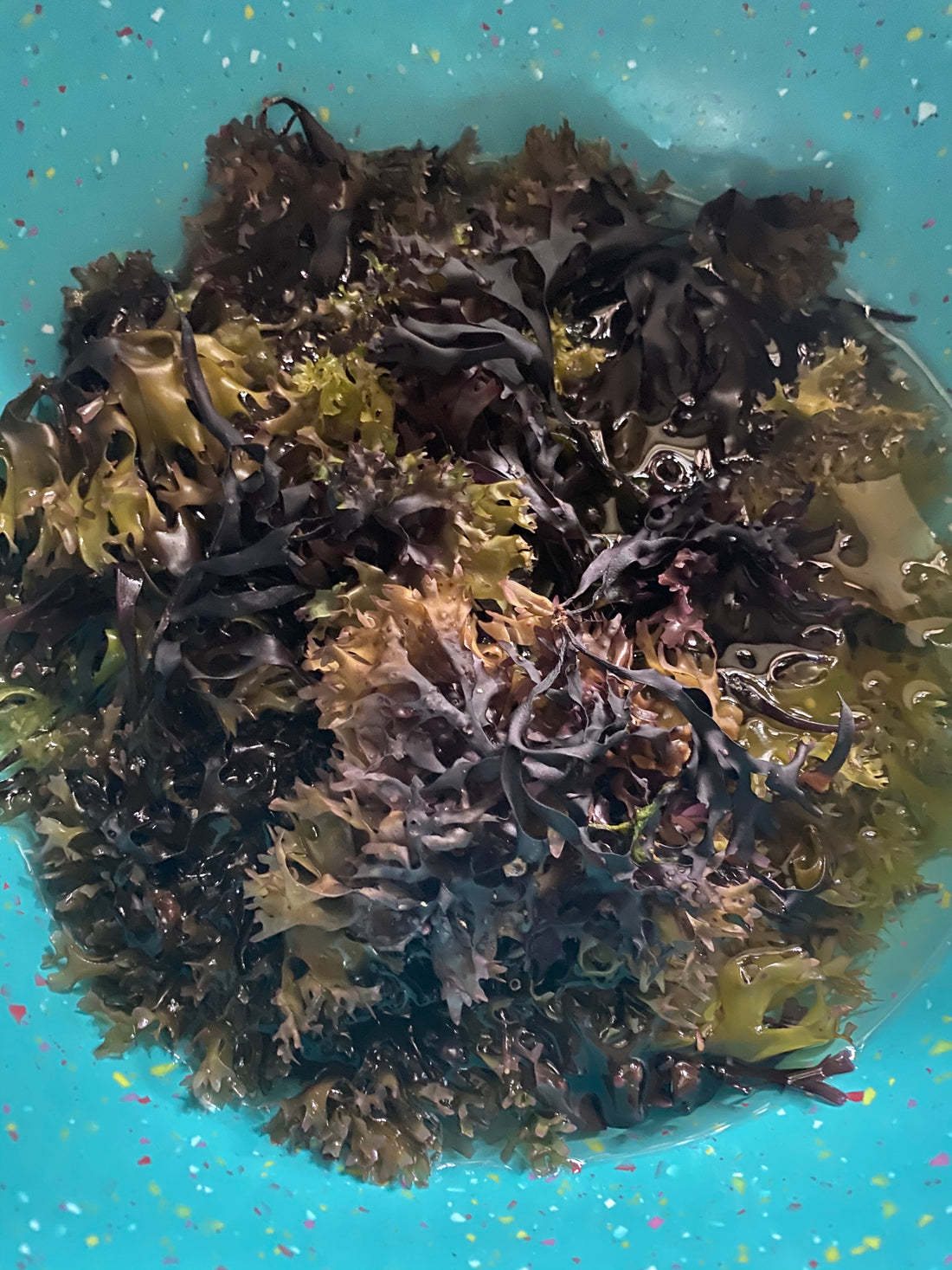Making Your Own SeaMoss Gel