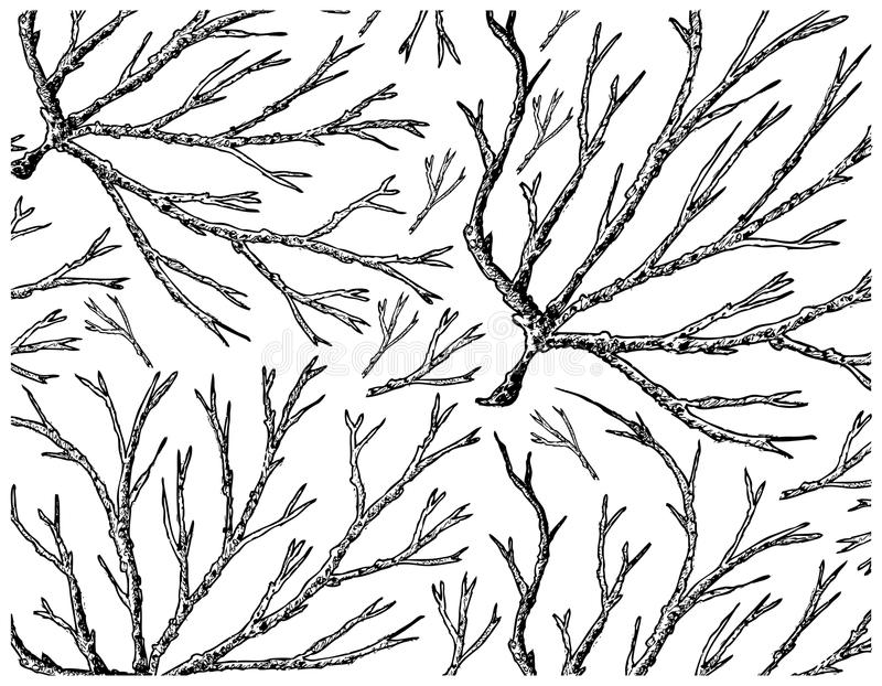 SEAMOSS/IRISH MOSS DIFFERENCES, BENEFITS, USE, QUESTIONS?