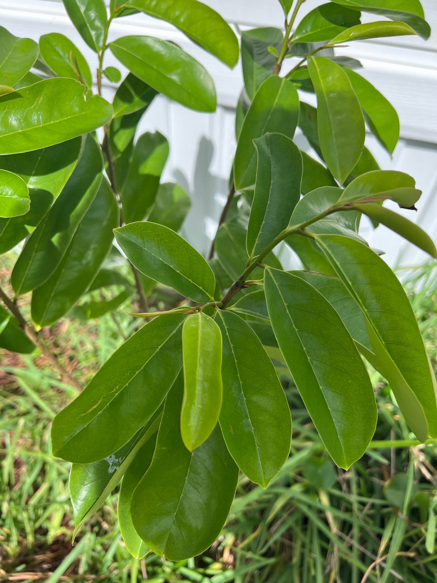 Fresh Sour Sop Leaves