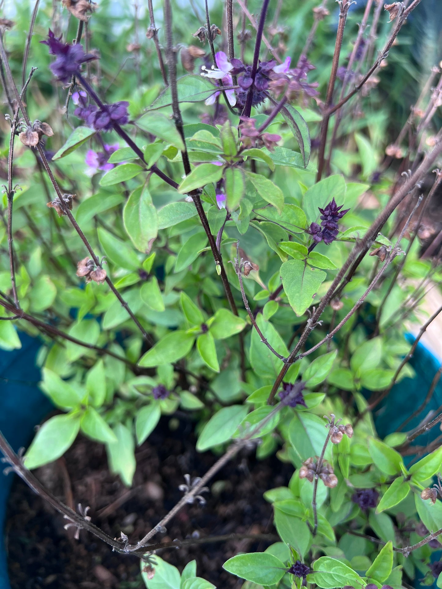 Asian Thai Basil