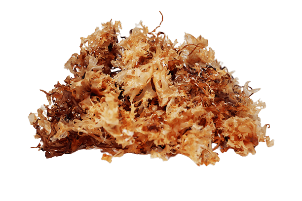 Sunkissed Irish Moss (Chondrus crispus)
