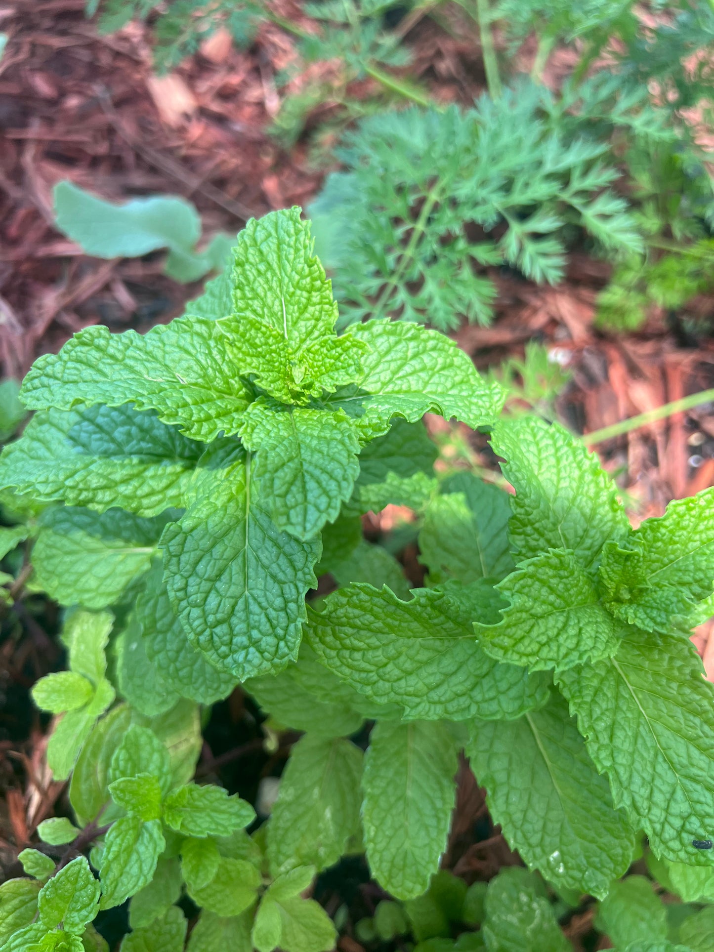 Peppermint
