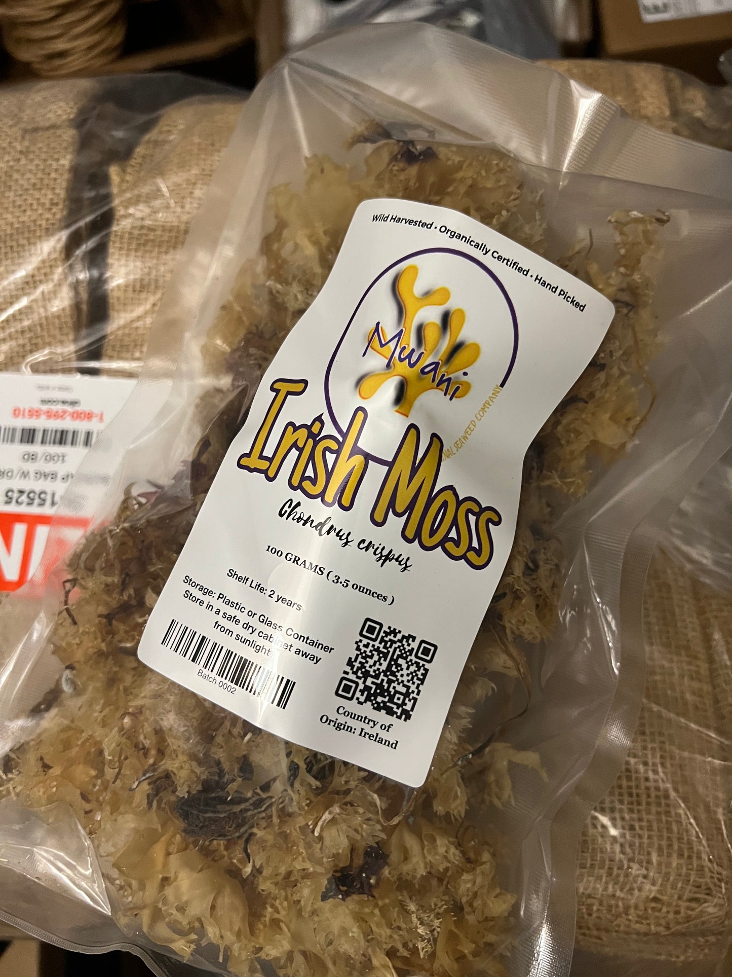 Sunkissed Irish Moss (Chondrus crispus)