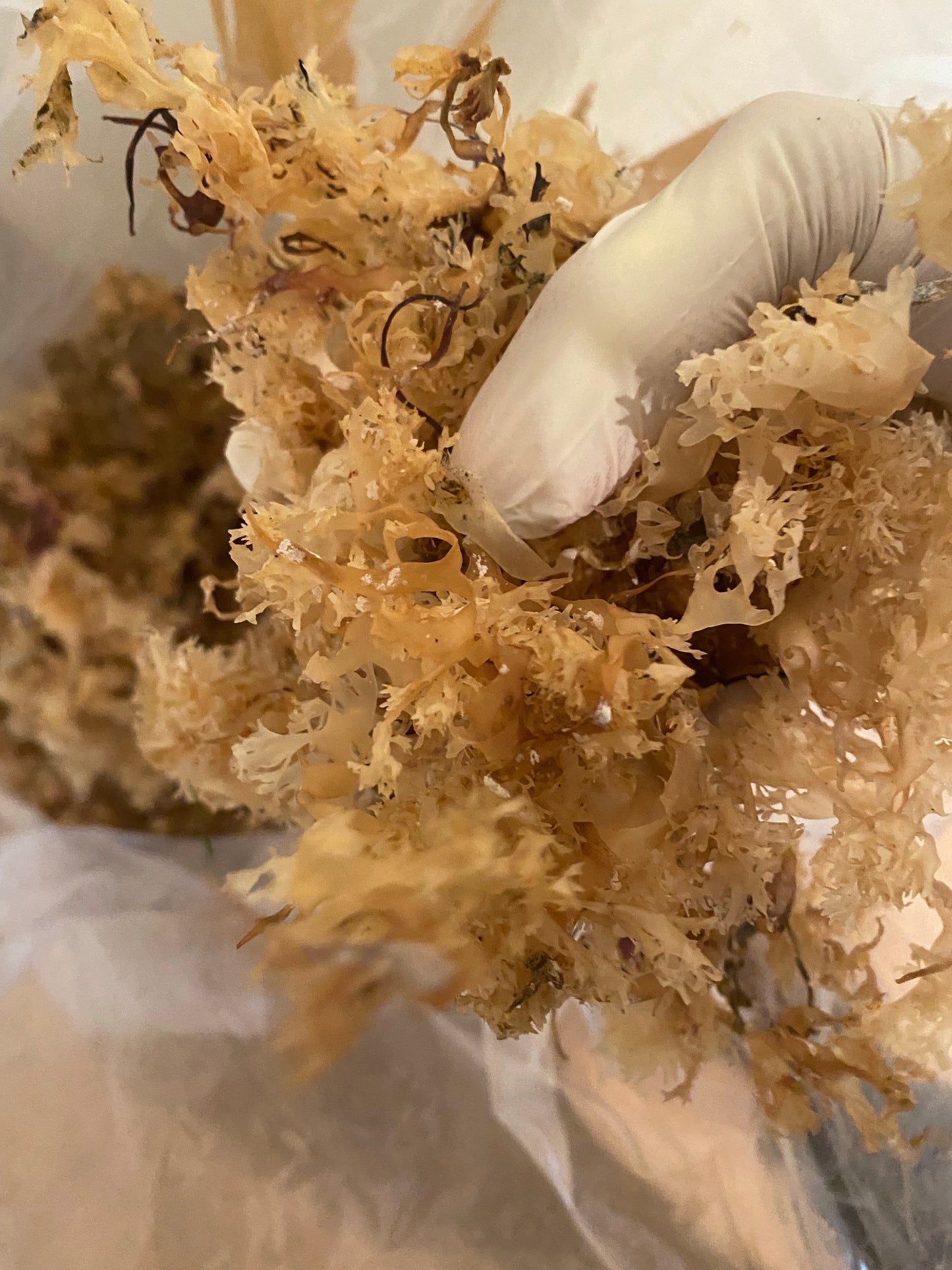 Sunkissed Irish Moss (Chondrus crispus)